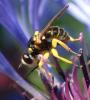 Dalmannia aculeata